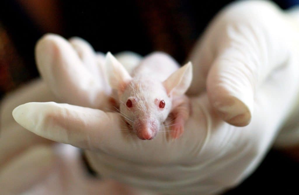 L’entreprise lyonnaise genOway reproduit les symptômes du covid sur une souris