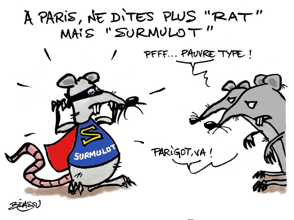 Surmulot des villes !