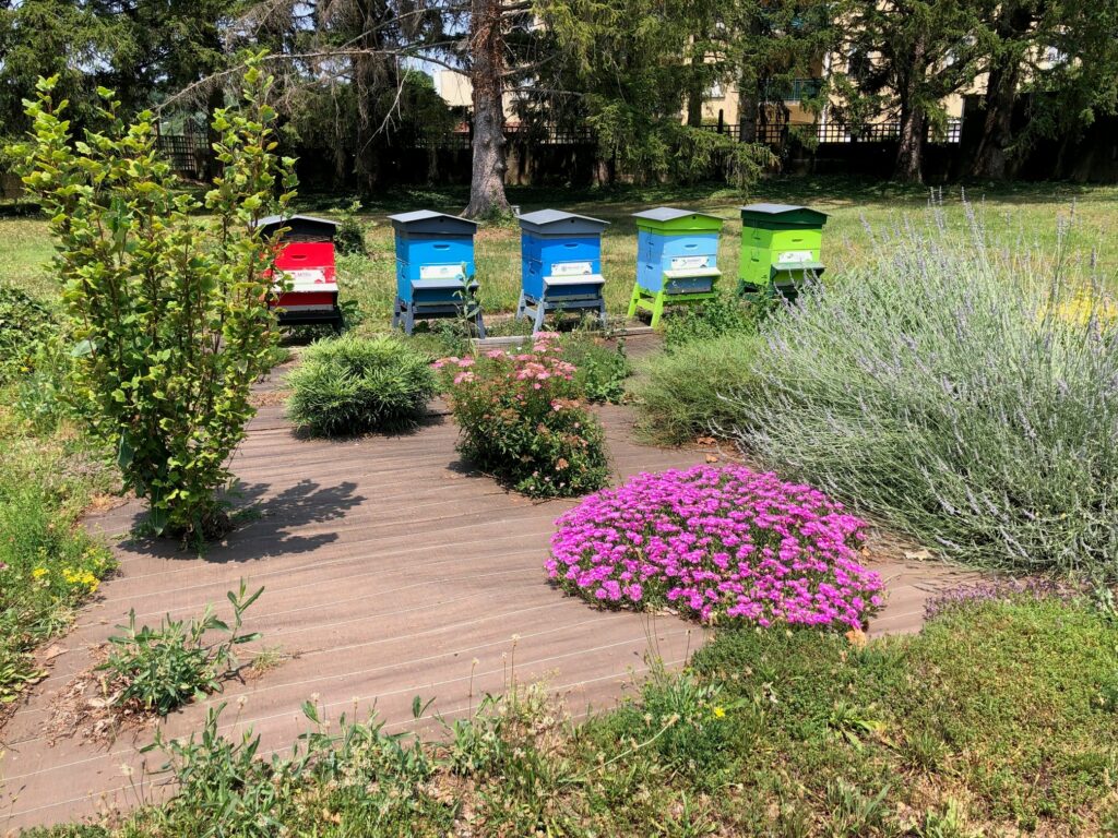 Des ruchers engagés pour une biodiversité préservée : faites le choix d’un avenir durable avec IZIgreen !