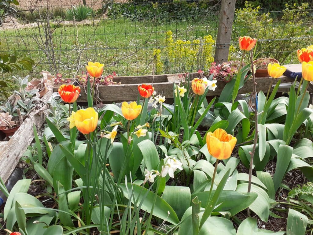 lyon entreprises jardins collectifs corbas