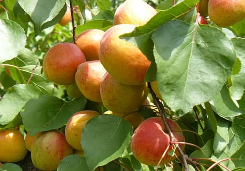 lyon entreprises fruits 2000