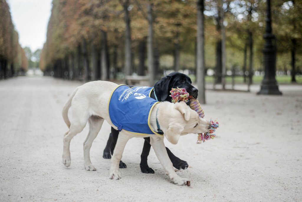 lyon entreprises handichiens