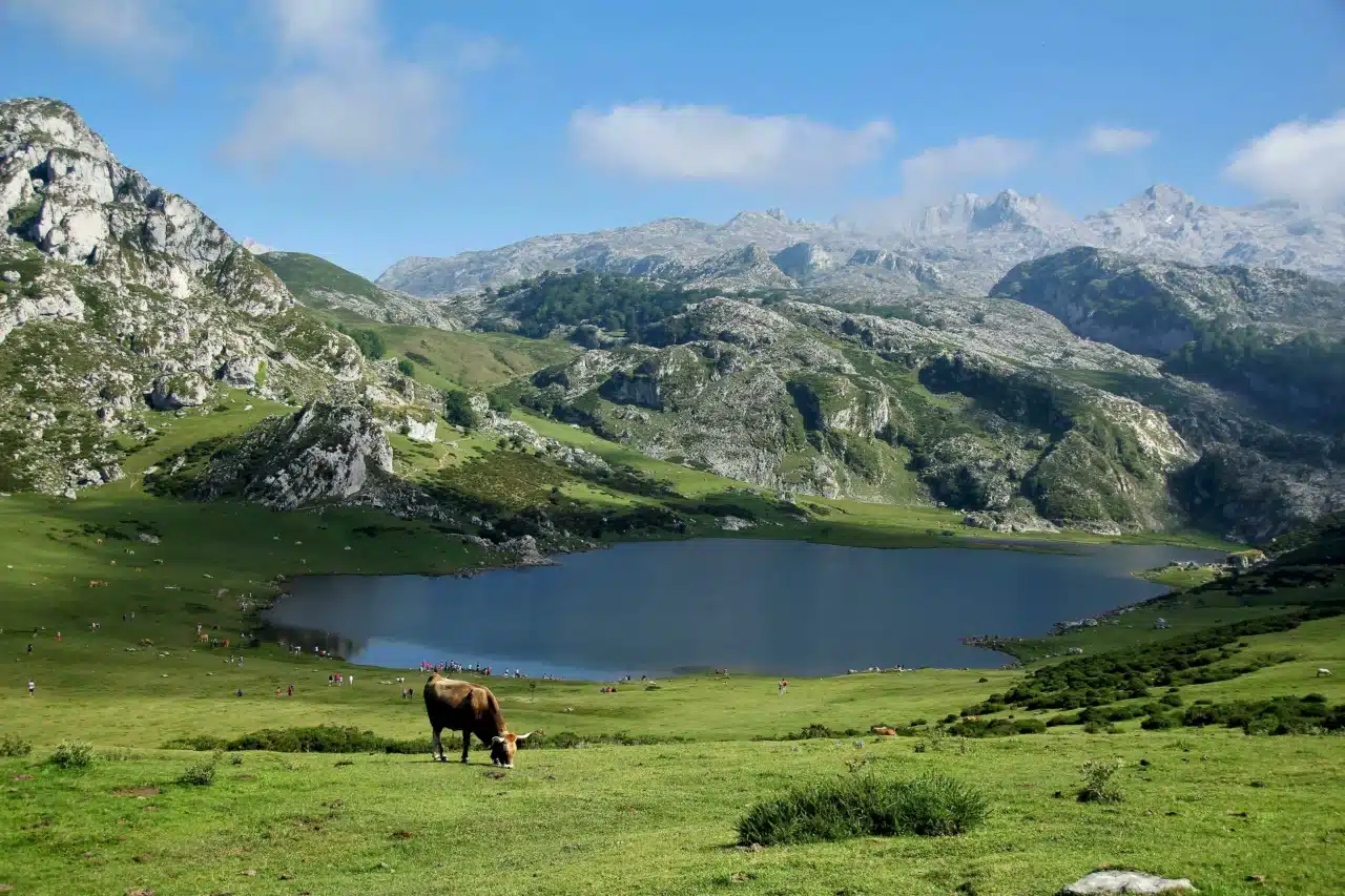 Les enjeux pour la filière bovine