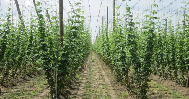 Objectif cultiver de l’orge et du houblon sur le territoire : la Région veut développer une filière brassicole