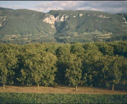 9 000 emplois, 37 000 ha : Rhône-Alpes, 1er verger de France