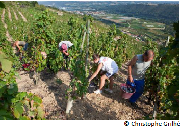 Après le Beaujolais, coup d’envoi des vendanges pour la Vallée du Rhône, le 27 août