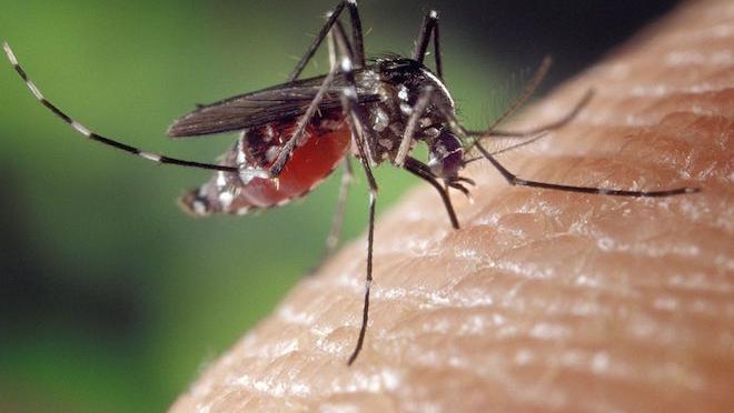 Après le succès de son vaccin contre la dengue, Sanofi se lance dans la lutte contre le virus Zika