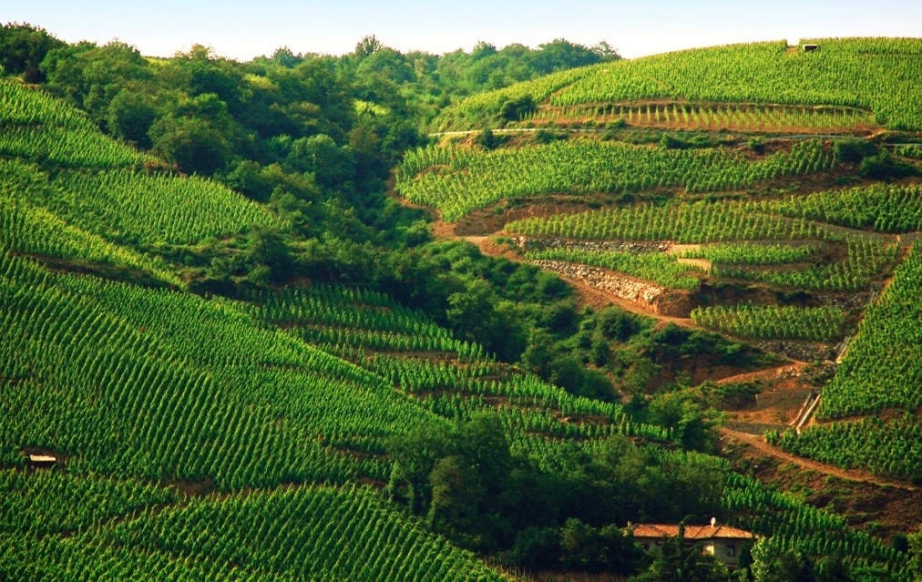 Avec une vendange en légère baisse, les Côtes-du-Rhône se distinguent des autres régions viticoles françaises