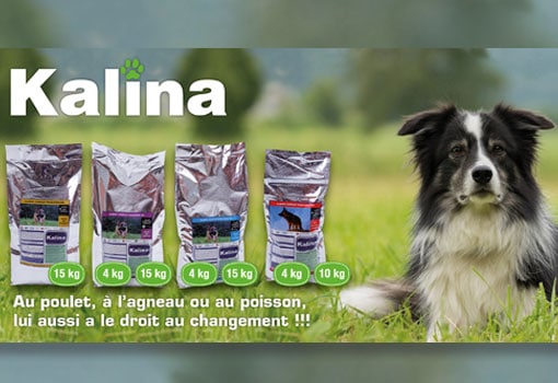 Bien choisir ses croquettes pour chien, et si vous lui faisiez goûter avant d’acheter ?