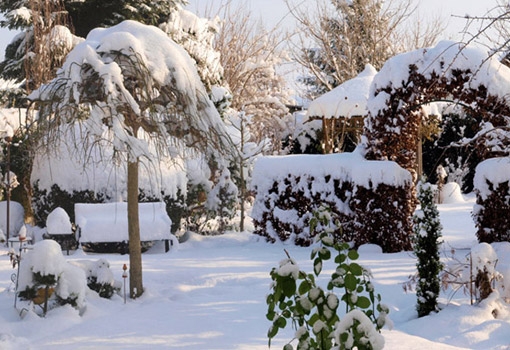 Comment protéger les plantes du froid ?