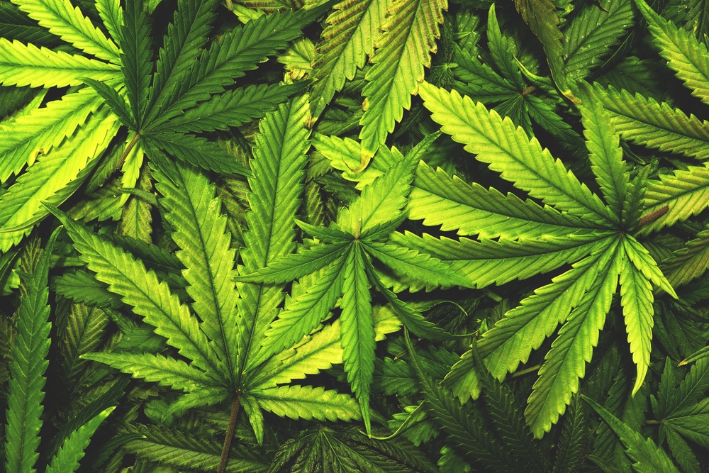 Légalisation du cannabis sous l’administration Biden, quels développements ?