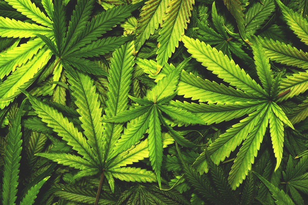 Légalisation du cannabis sous l’administration Biden, quels développements ?
