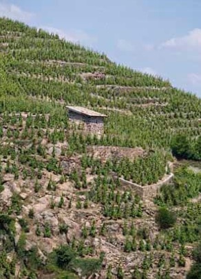 Deux cents vins annoncés cette année au 85ème marché aux vins d’Ampuis