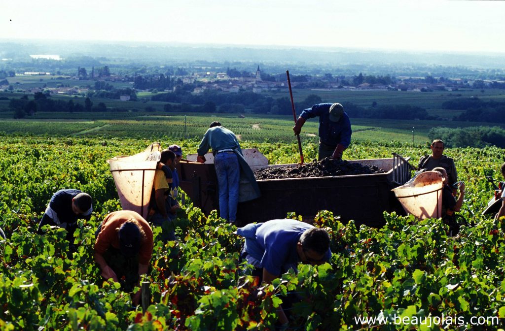 Doté de 5 millions d’euros : le Conseil régional initie un plan de relance du vignoble beaujolais