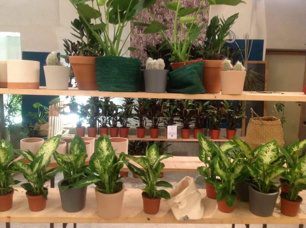 « Maison Bouture » à Lyon : quatre trentenaires inventent avec succès un mode low-cost de vente de plantes vertes