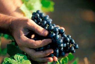 Il s’agira de distinguer le meilleur Gamay du monde : Concours International à Lyon