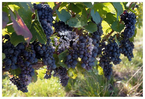 International du gamay, 2ème édition