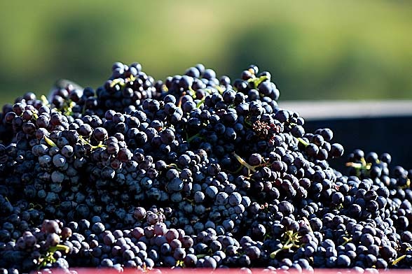 La faiblesse des vendanges en Beaujolais pourrait mettre 500 viticulteurs en difficulté