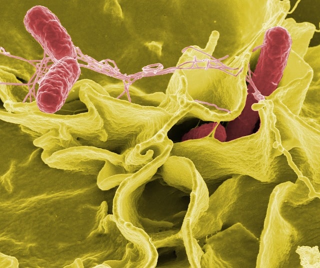 LA SALMONELLA : PRESENTATION DE LA BACTERIE RESPONSABLE DE LA PLUPART DES INTOXICATIONS ALIMENTAIRES