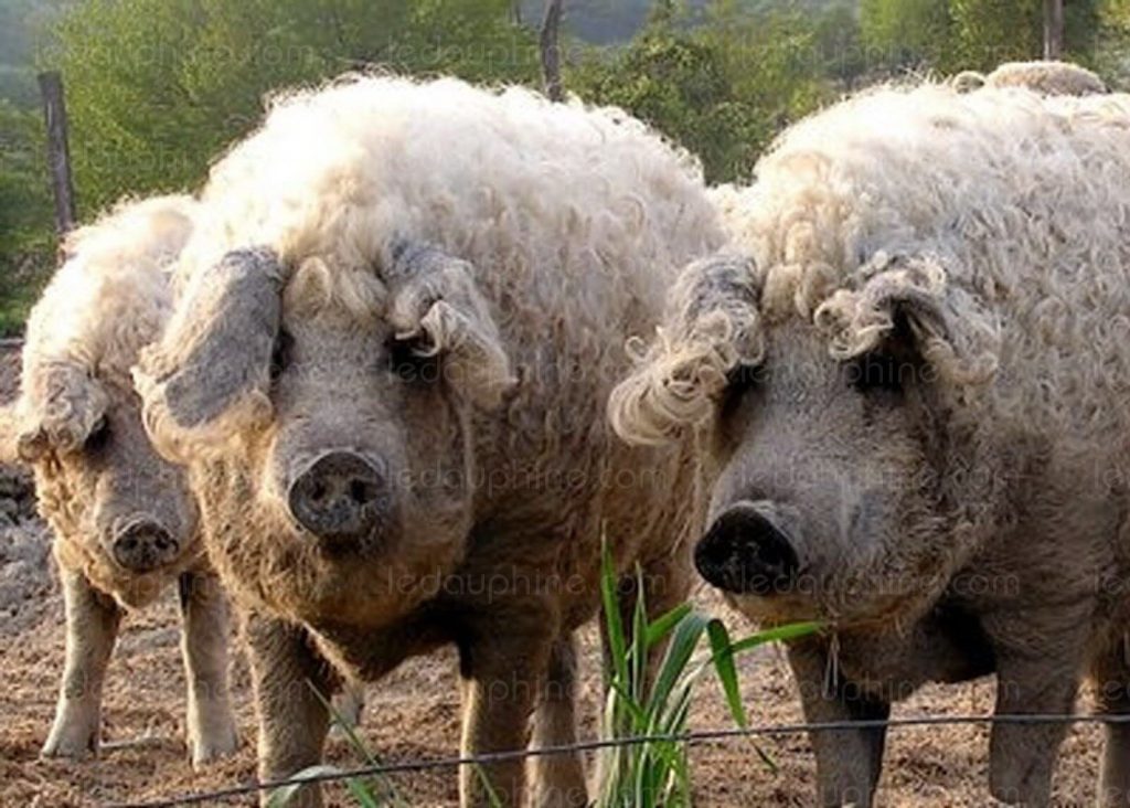 L’Ardèche a désormais sa « pata negra », le cochon mangalica, la Rolls du jambon