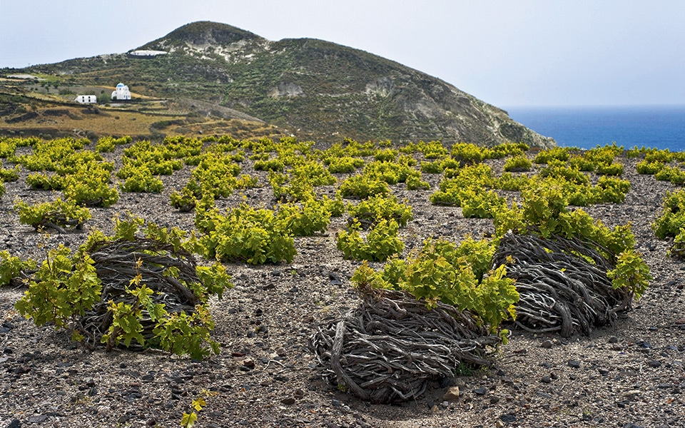 L’Auvergne veut créer en 2019, « le premier salon des vins volcaniques »