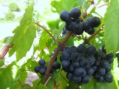 Le Domaine Roche des Garants sera le 28 octobre prochain à la Journée Française des Vins & Spiritueux organisée par Ubifrance à Moscou
