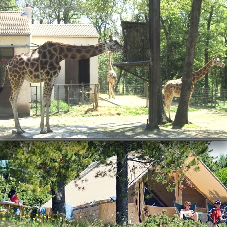 Le Safari Parc de Peaugres s’apprête à collaborer avec Huttopia pour développer en Ardèche un vaste espace d’hébergement