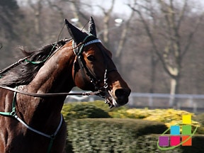 Les courses de chevaux, un événement à part entière