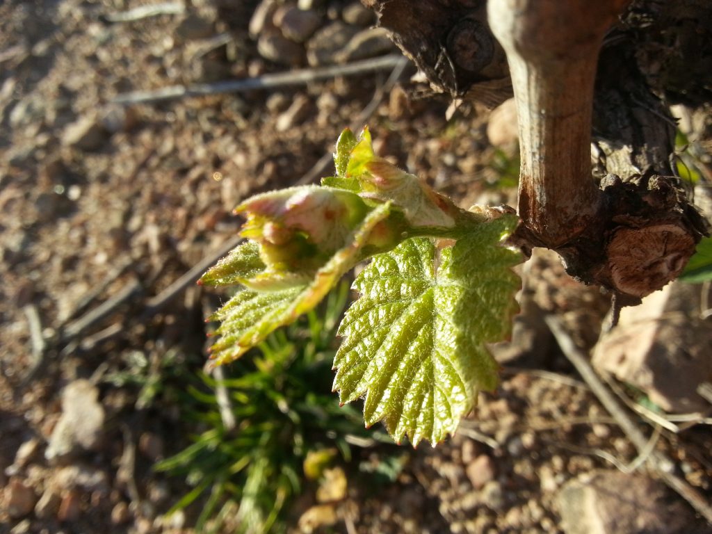 Printemps dans le Beaujolais : le millésime 2015 arrive.