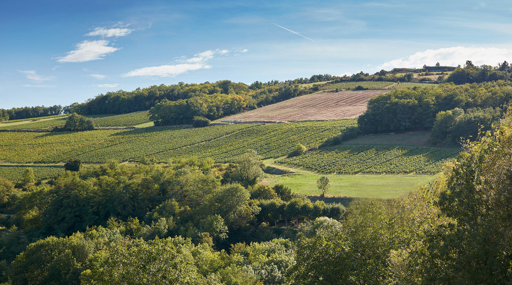 Une réussite : le domaine bourguignon Louis Latour plante 20 ha pinot noir au cœur du vignoble beaujolais